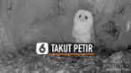 THUMBNAIL BURUNG HANTU