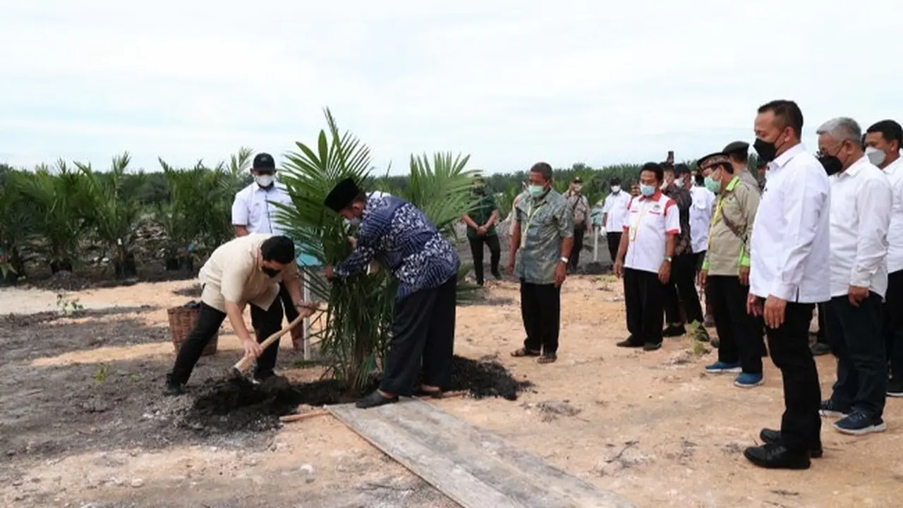 Peremajaan sawit mitra PTPN V yang diikuti oleh Menteri BUMN Erick Tohir.