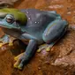Para ilmuwan percaya penampakan katak biru ini adalah kesempatan "sekali seumur hidup"(Sumber:Jake Barker/AWC)