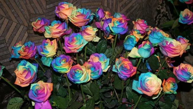 Bunga Mawar Warna Pelangi Asli Cocok Untuk Hadiah Valentine Lifestyle Fimela Com