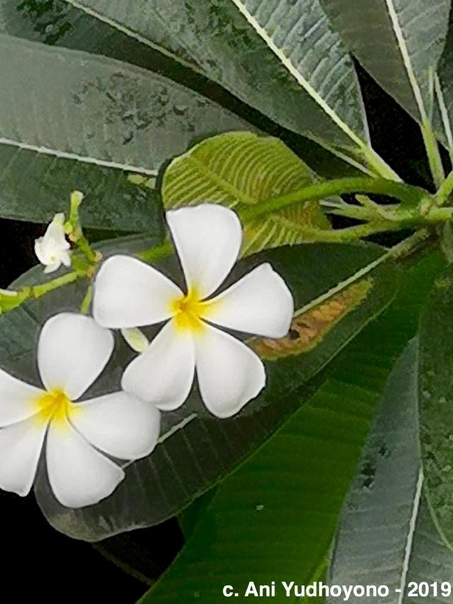 Mengenang Indahnya Jepretan Ani Yudhoyono, Hobi Fotografi 