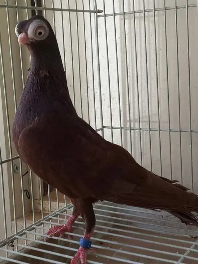 Merpati Bermata Melotot