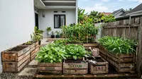 6 Desain Kebun Sayur dari Peti Buah Bekas yang Bikin Halaman Rumah Makin Produktif