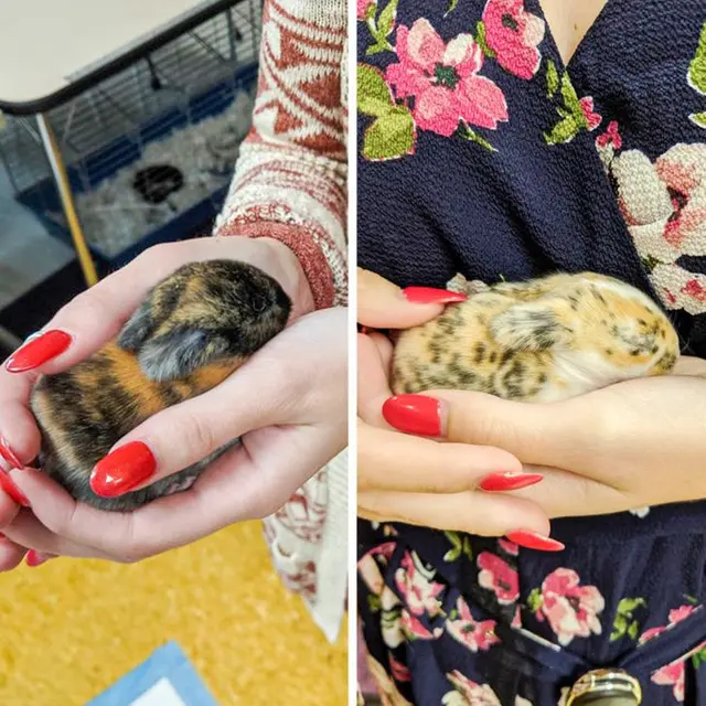 8 Potret Bayi Hewan Ini Gemas Banget, Bikin Ingin Peluk