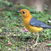 Semakin teler burung Anis Merah, maka semakin merdu kicauannya...