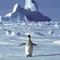 Antartika mengalami satu hari terpanas yang pernah tercatat bulan ini dengan mencapai ketinggian suhu 69,35 derajat Fahrenheit. (Liputan6/AP)