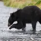 Foto seekor beruang hitam. (ABC News)
