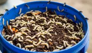 10 Cara Ternak Maggot dari Ember Bekas untuk Kurangi Sampah Dapur, Hasilkan Pakan dan Pupuk