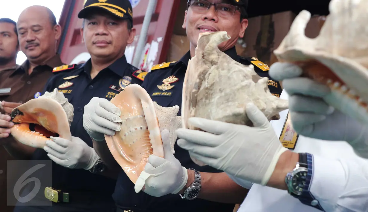 Petugas memperlihatkan fosil satwa dilindungi jenis kerang kepala kambing yang diamankan di Tanjung Priok, Jakarta, Kamis (18/2). Para pelaku menyelundupkan cangkang tersebut dalam kontainer melalui pelabuhan Tanjung Priok. (Liputan6.com/Angga Yuniar)