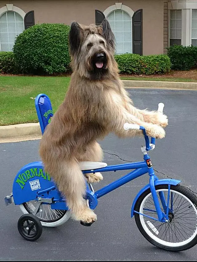 Anjing layaknya manusia (Sumber: Brightside)