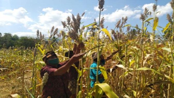 Dinas Pertanian Buleleng memanen perdana sorgum (jagung gembal) di Desa Tegallinggah, Kecamatan Sukasada, Buleleng, Provinsi Bali. Dok Kementan
