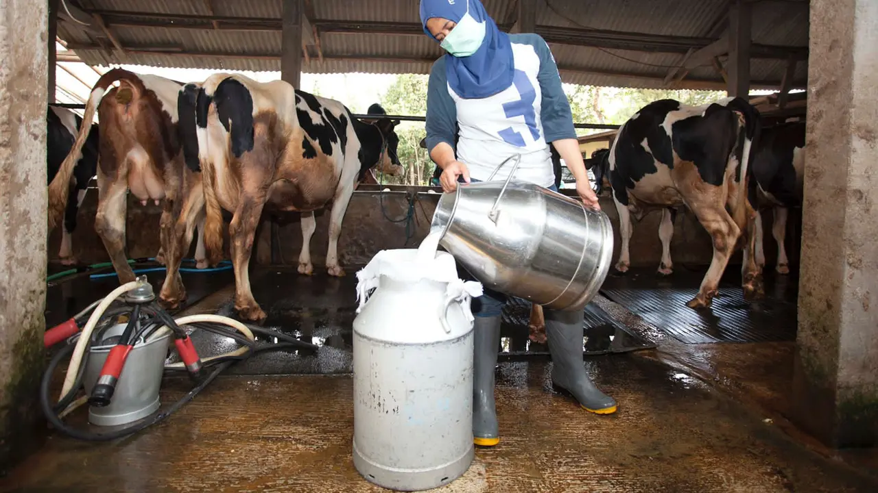 Sebanyak 870 juta liter susu segar di serap industri pengolahan susu setiap tahunnya.