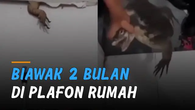 VIDEO: Terlihat Kakinya, Seekor Biawak 2 Bulan di Plafon Rumah