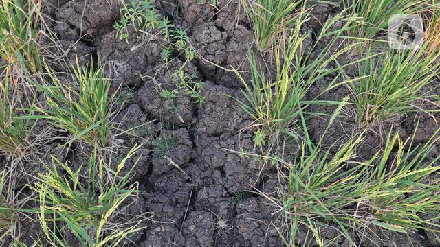 FOTO: Petani Desa Sukaringin Alami Gagal Panen