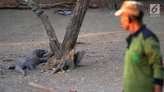 Melihat Interaksi Komodo dengan Manusia di Pulau Rinca