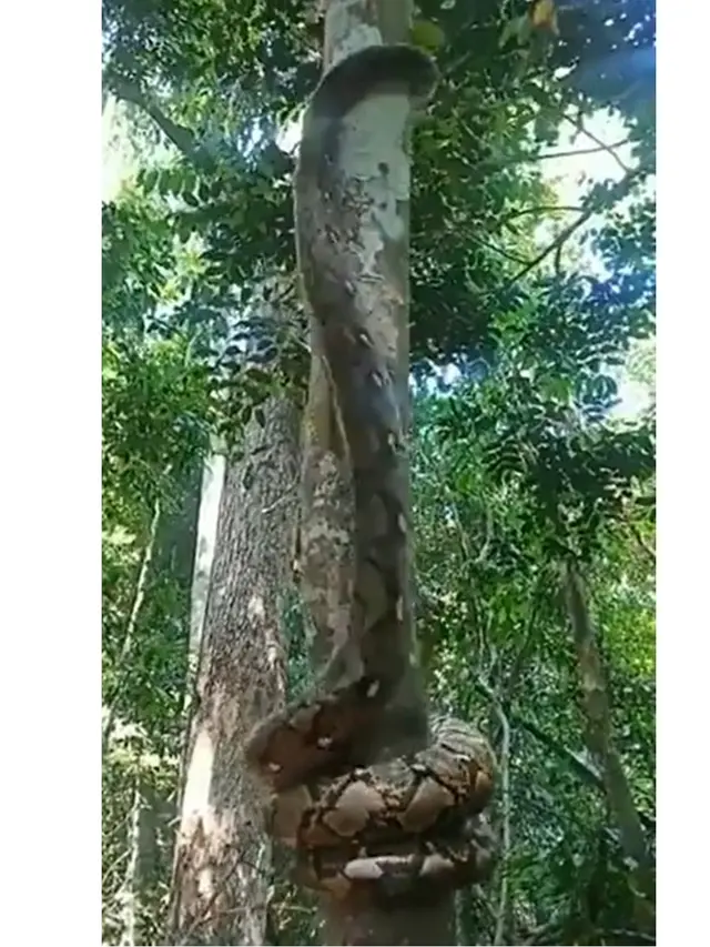 Viral Detik-Detik Piton Raksasa Lincah Memanjat Pohon, Videonya Bikin Merinding