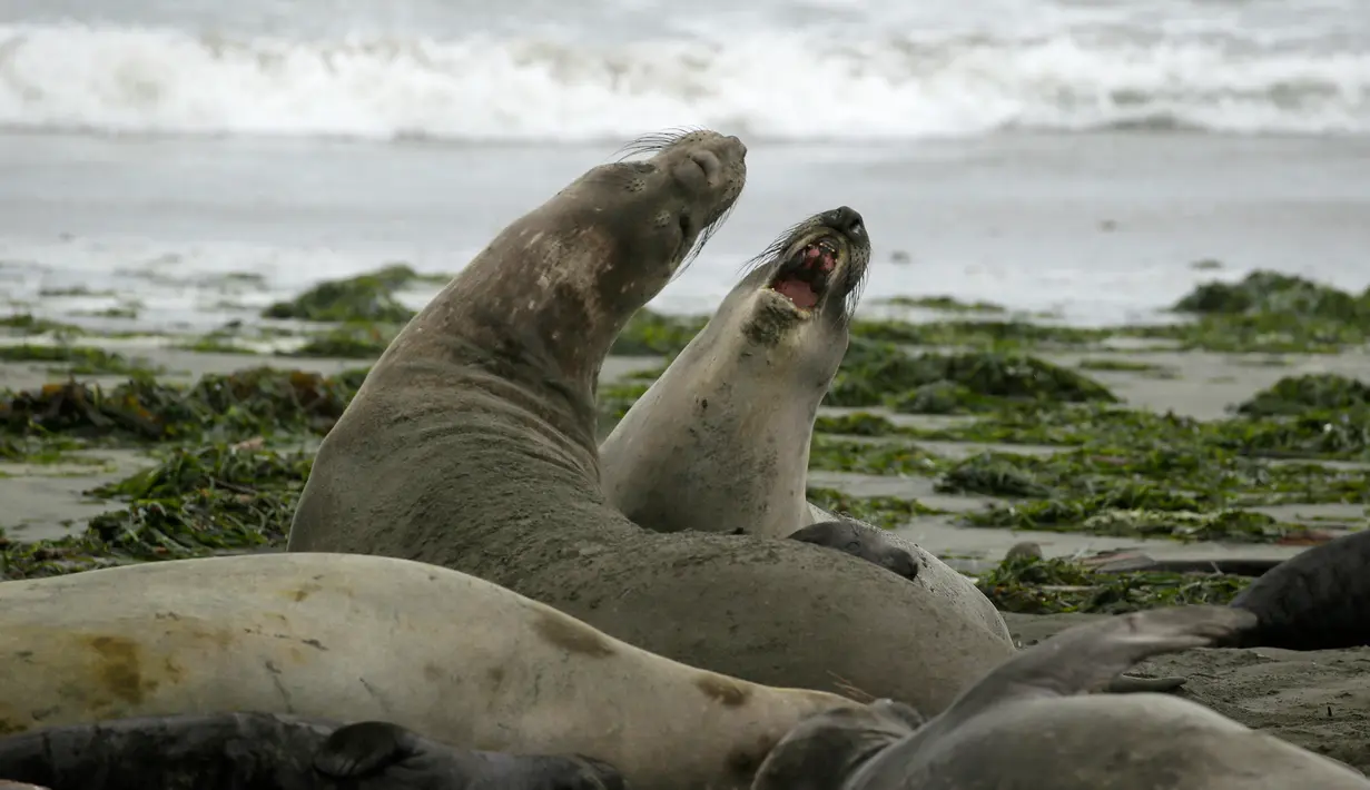 Sekelompok gajah laut dan anak-anak mereka menempati Pantai Drakes di California, Jumat (1/2). Gerombolan gajah laut tersebut menduduki pantai saat tempat wisata itu tutup dan tak bisa beroperasi karena "shutdown" pemerintah AS.  (AP/Eric Risberg)