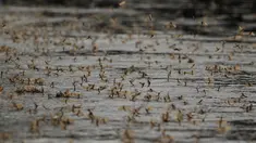 Lalat capung ekor panjang (Palingenia longicauda) saat kawin massal di atas permukaan Sungai Tisza dekat Tiszainoka, Hungaria, Kamis (18/6).Fenomena ini hanya terjadi setiap tahun sekali di Sungai Tisza di Hungaria. (REUTERS/Bernadett Szabo)