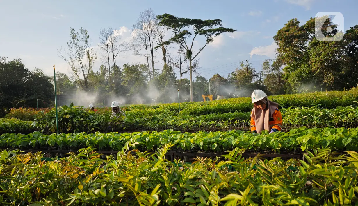 Taman Kehati Sawerigading Wallacea yang menjadi pengembangan dari Modern Nursery PT Vale terletak di Site Sorowako, Kabupaten Luwu Timur, Sulawesi Selatan. (Liputan6.com/ Elin Yunita Kristanti)