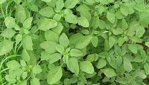 Manfaat Bayam Duri untuk Kesehatan (AI)