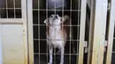 Seekor anjing dalam kandang yang siap diadopsi di Pondok Pengayom Satwa Jakarta, Senin (8/4). Pemilik harus membayar sekitar Rp 300 ribu untuk jasa kremasi hewan peliharaan yang beratnya 5 kilogram. (Liputan6.com/Fery Pradolo)