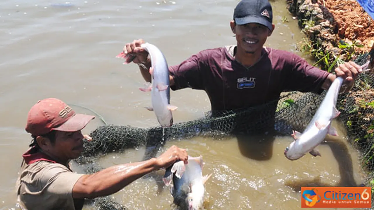 Safari Minapolitan di Banjar