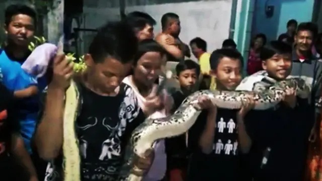 Ular piton