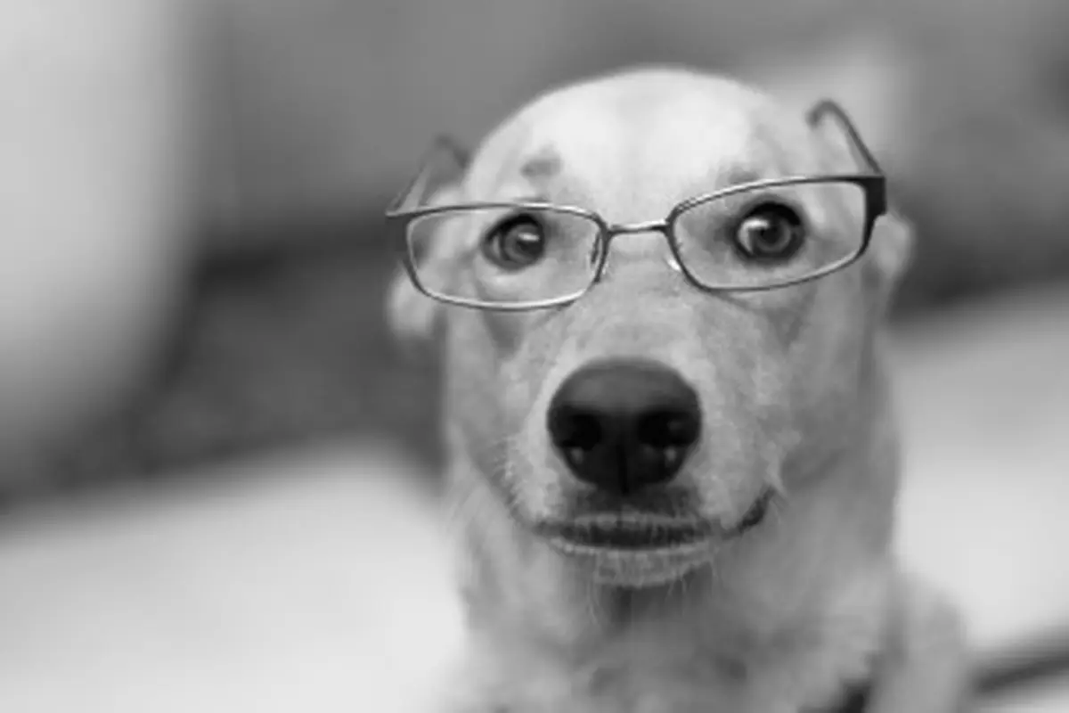 Studi: Anjing Bisa Ketahui Orang yang Berbohong