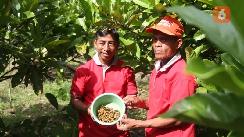 Kampung Kopi Luwak Kutai Kartanegara