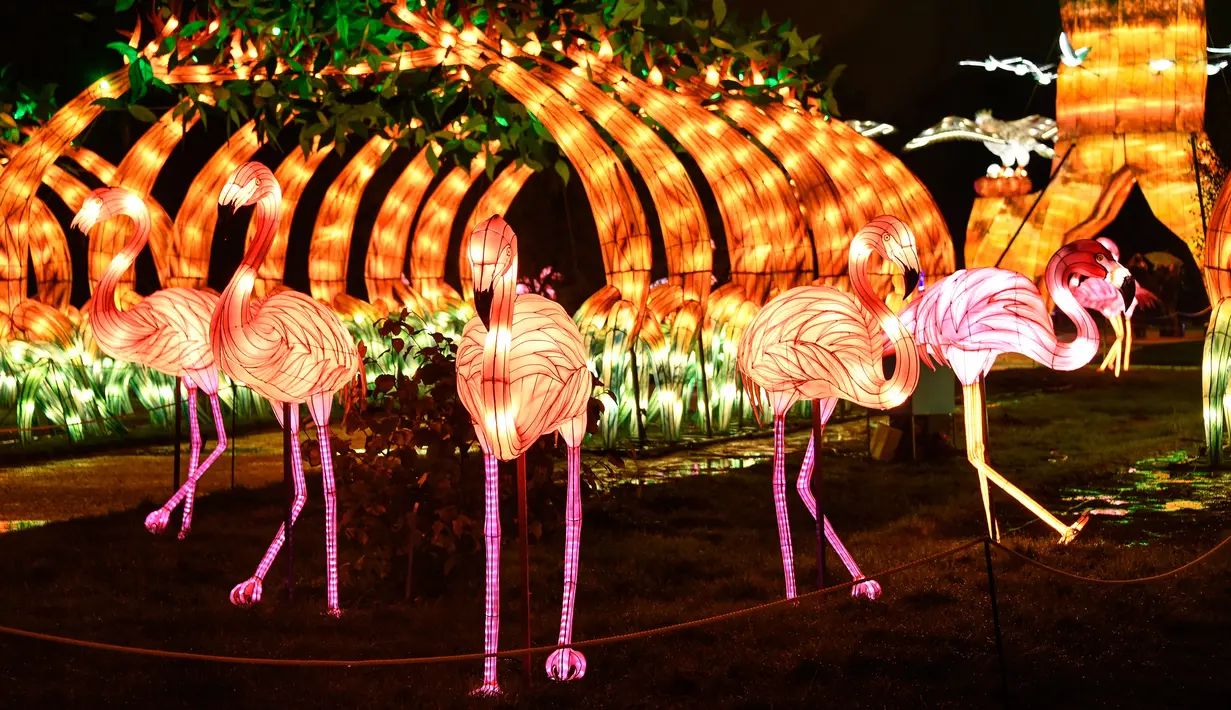 Gambar pada 15 November 2019 menunjukkan patung flamingo diterangi lampu merah muda sebagai bagian dari pameran festival cahaya di Kebun Binatang Jardin des Plantes, Paris. Festival Cahaya bertajuk "Ocean en voie d'illumination" ini digelar dari 18 November 2019 - 19 Januari 2020. (BERTRAND GUAY/AFP