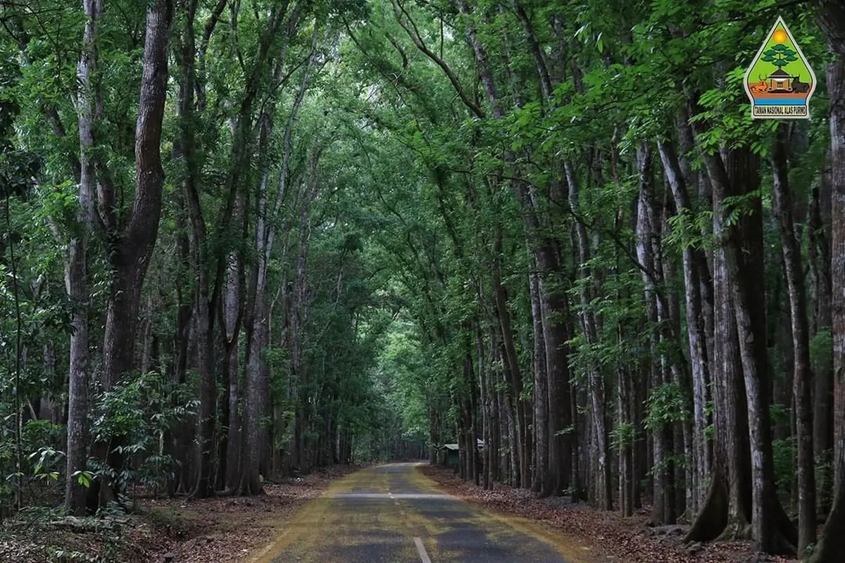 Lorong Hutan Mahoni