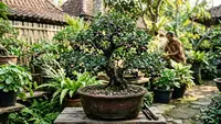 8 Cara Mengerdilkan Pohon Jamblang atau Duwet agar Berbuah di Pot, Trik Berkebun Meski Lahan Sempit