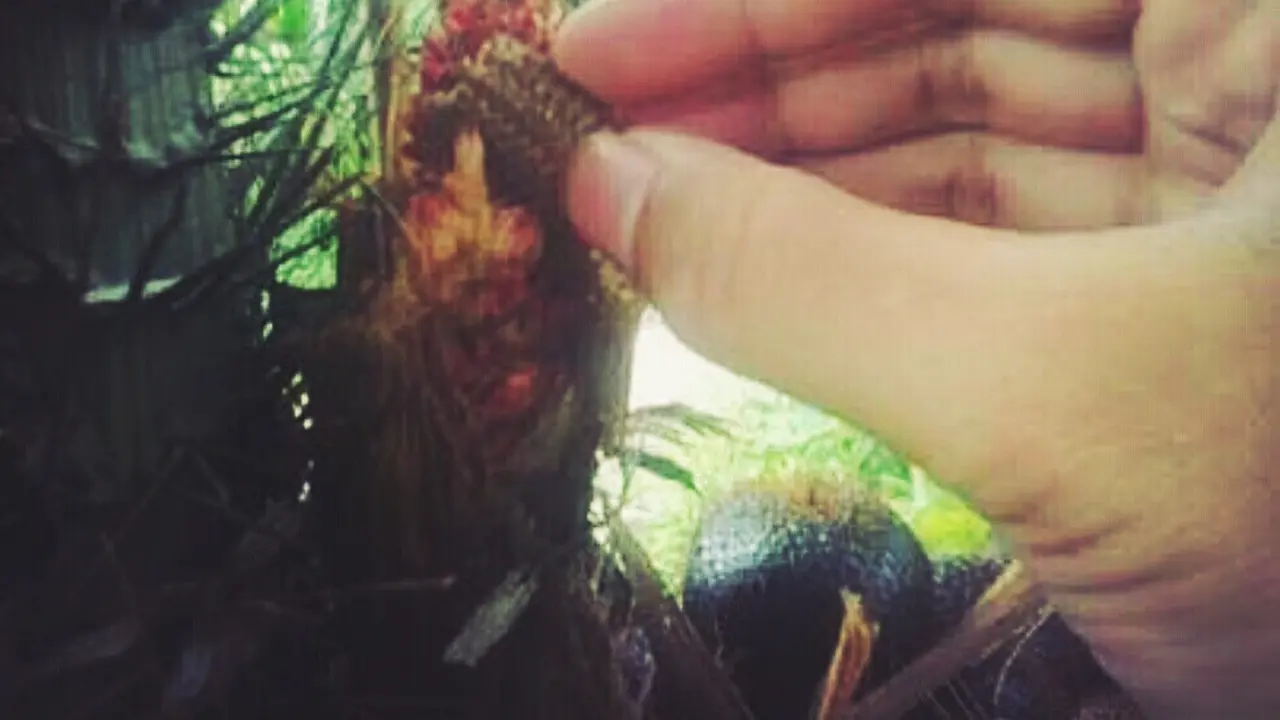 Tradisi Kawinkan Bunga Salak Pagi Hari di Bumi Masserempulu