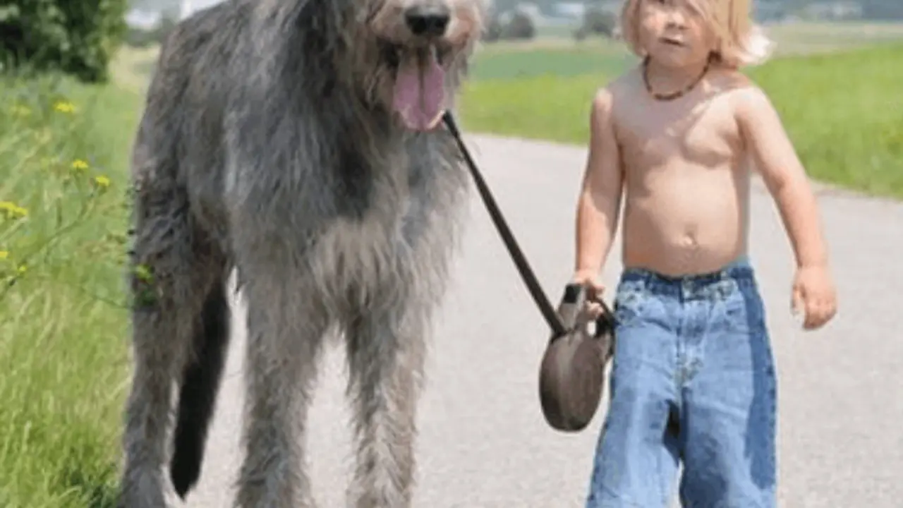 Anjing Wolfhound Irlandia
