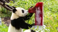 Panda raksasa kembali merayakan ulang tahun pertama mereka di Kebun Binatang Berlin, Senin, 31 Agustus 2020 (Dok.Instagram/@zooberlin/https://www.instagram.com/p/CEi-nfICZkL/Komarudin)