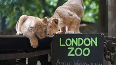 Dua dari tiga anak singa Asia yang lahir pada bulan Maret memeriksa papan kapur, saat Penimbangan tahunan  di Kebun Binatang London, Senin, 19 Agustus 2024. (AP Photo/Kirsty Wigglesworth)