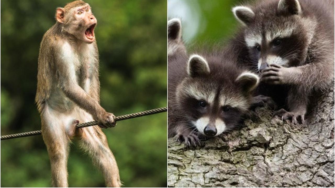 6 Kelakuan Lucu Hewan Ini Bak Tirukan Manusia, Ada yang Lagi Gibah