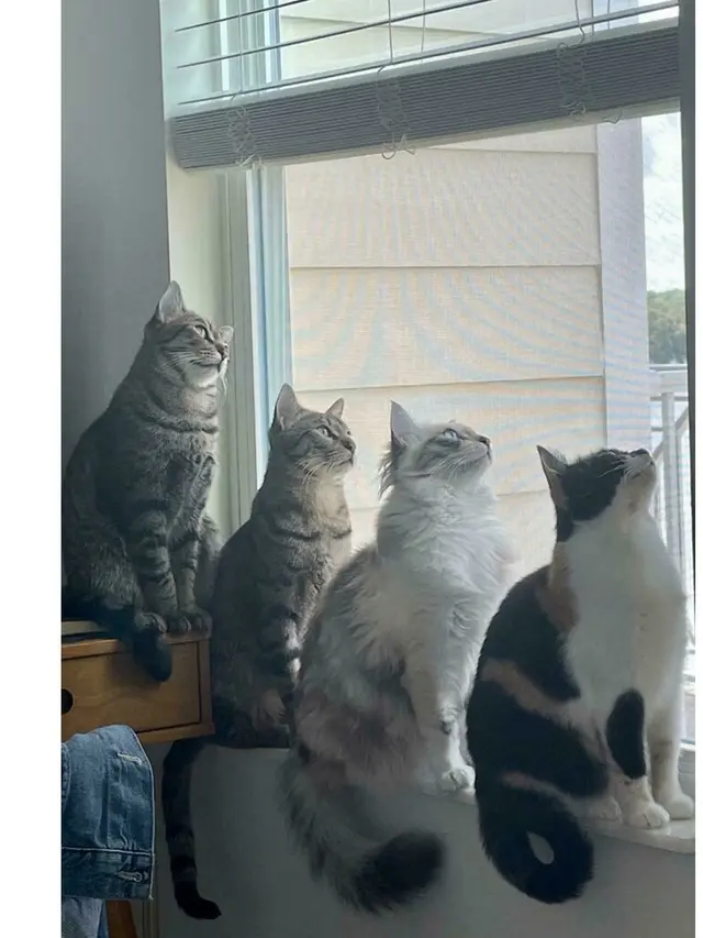6 Potret Geng Kucing Lagi Kepo Tetangga, Kompak Melongok Pintu dan Jendela