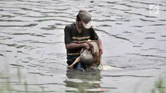 Aktivitas pencari cacing super di Kanal Banjir Timur, Jakarta, Kamis (14/2). Pak Sum (57) bersama kedua rekannya dari Bekasi setiap hari berburu cacing super di sepanjang aliran Kanal Banjir Timur. (Merdeka.com/Iqbal Nugroho)