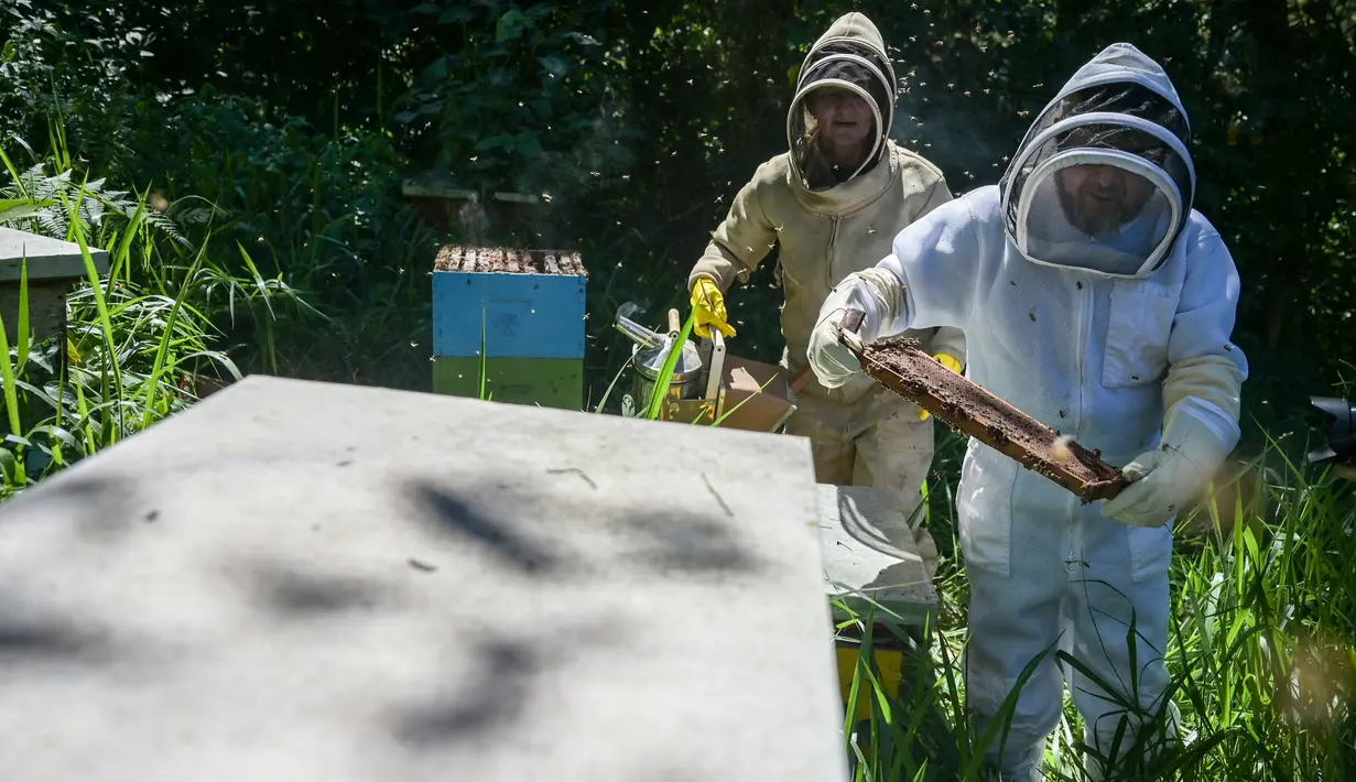 Empat gudang yang penuh dengan kayu ilegal di timur laut Kolombia akan diubah menjadi tempat pemeliharaan lebah. (Juan BARRETO/AFP)