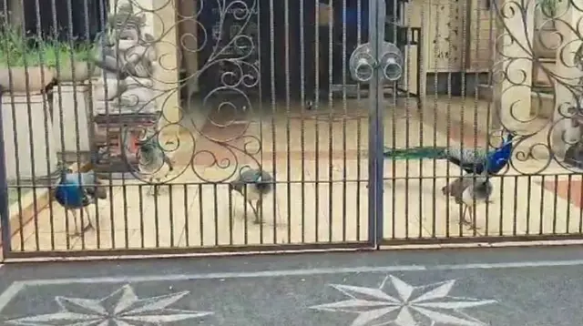 Burung Merak Milik Bamsoet Berkeliaran di Rumah jadi Tontonan Warga. ANTARA/Siti Nurhaliza