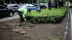 Petugas pertamanan membersihkan tanaman dan rumput yang rusak usai unjuk rasa massa Partai Hanura di depan Gedung KPU, Jakarta, Senin (21/1). Tanaman dan rumput di sekitar Gedung KPU rusak akibat terinjak-injak pengunjuk rasa. (Liputan6.com/Faizal Fanani)