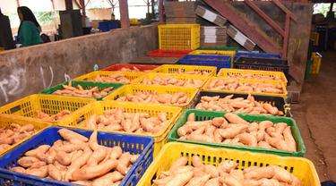 Ekspor perdana ubi jalar asal Cilembu, kabupaten Sumedang ini cukup membanggakan, di tengah perlambatan ekonomi masyarakat saat ini akibat pandemi Covid-19.