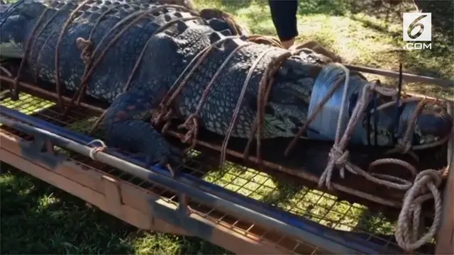 Seekor buaya raksasa berhasil ditangkap setelah diburu selama delapan tahun di Australia. Hewan ini memiliki berat 600 kilogram.