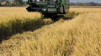 Panen Padi dengan Combine.