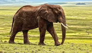 Ilustrasi gajah (pixabay)