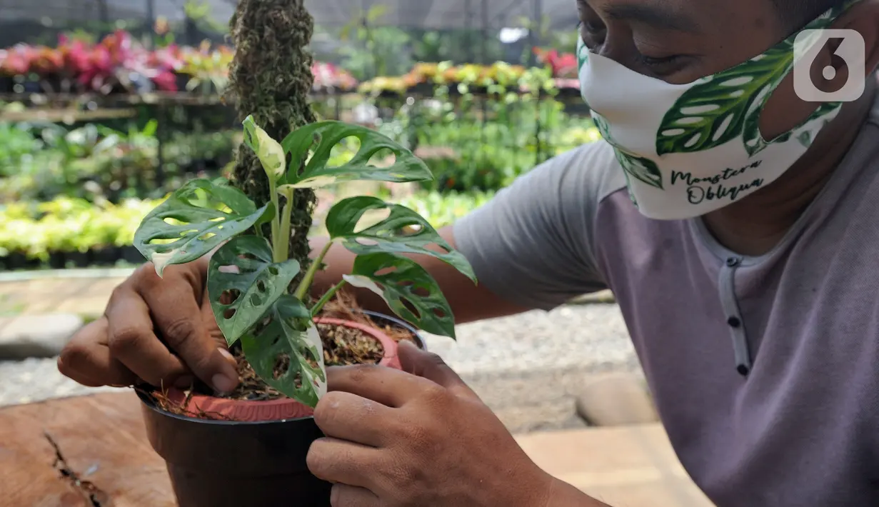 Petani merawat tanaman hias Monstera Adansonii Variegata atau Janda Bolong seharga Rp 150 juta di Sawangan, Depok, Senin (5/10/2020). Tingginya permintaan ekspor ke Singapura, Jerman, Kanada, Belanda, Belgia, Inggris, AS dan Korsel menyebabkan mahalnya harga Janda Bolong. (merdeka.com/Arie Basuki)