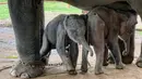 <p>Kedatangan si kembar menambah populasi gajah di kamp gajah menjadi sembilan ekor, kata pejabat tersebut. (Sai Aung MAIN / AFP)</p>