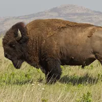 Hampir punah, kini akhirnya bison telah resmi dinyatakan sebagai mamalia nasional Amerika Serikat (AS).