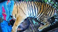 Harimau sumatra di Desa Teluk Lanus, Kabupaten Siak, masuk kandang jebak setelah dipasang umpan kambing. (Liputan6.com/Dok BBKSDA Riau)
